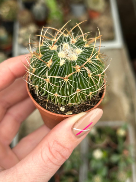 Stenocactus multicostatus