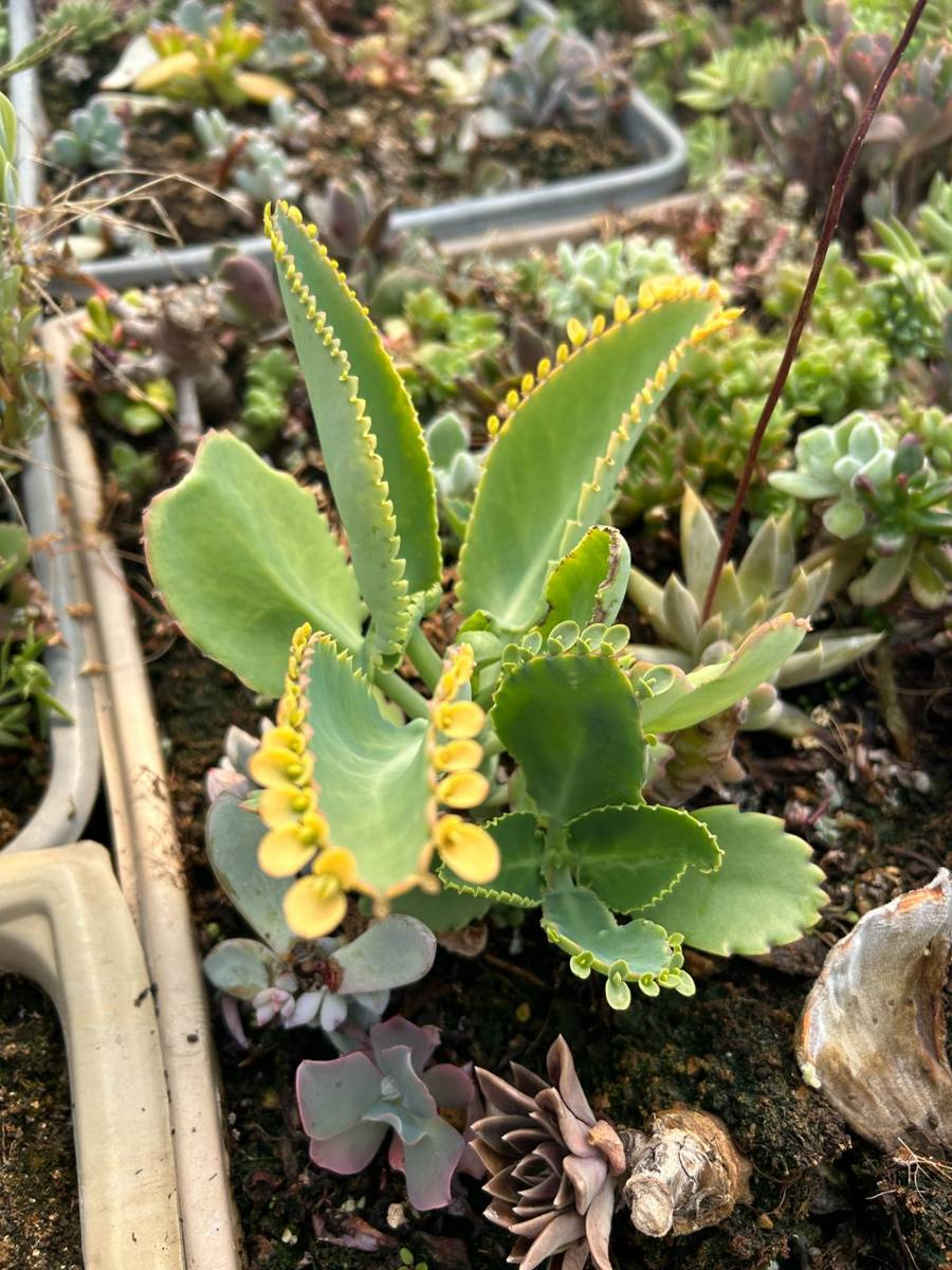 Kalanchoe Daigremontiana Variegata Succulents Kalanchoe Kaktusy Sukulenty I Inne 