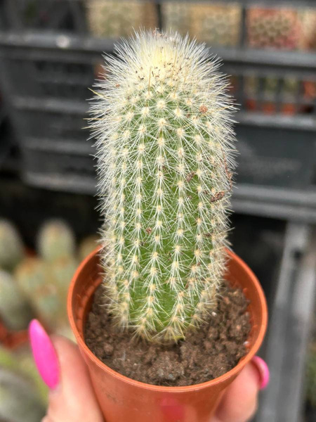 Cleistocactus strausii