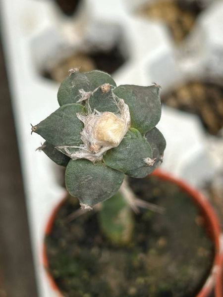 Ariocarpus furfuraceus