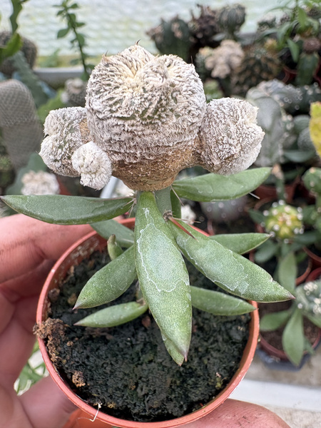 Astrophytum myriostigma 'Onzuko Ball"