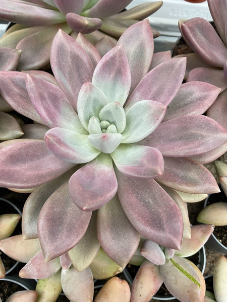 Pachyveria 'Rosy Crow'