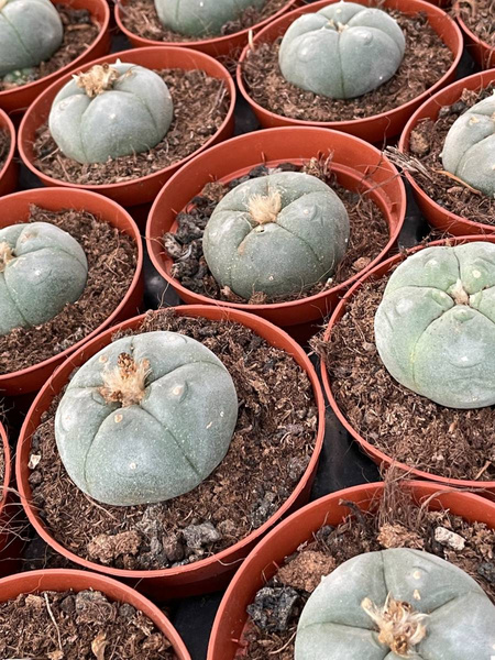 Lophophora williamsii siewka