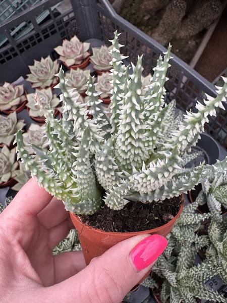 Aloe humilis 'Shark'