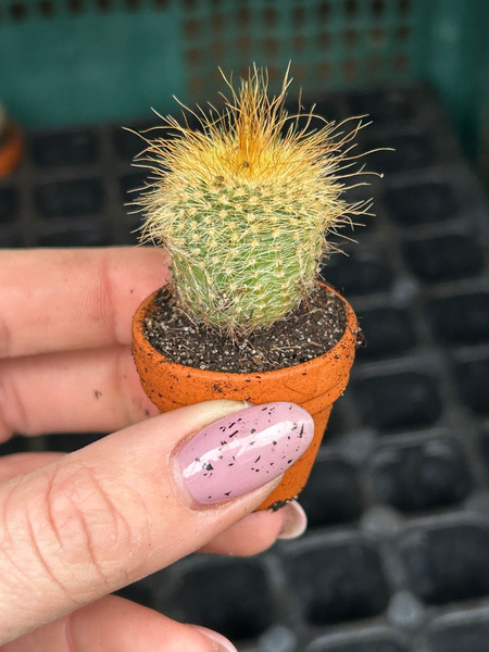 Echinocactus leninghausii 'Inermis'