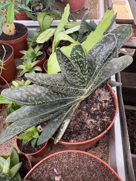 Gasteria bicolor