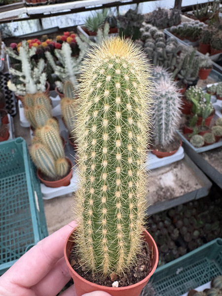 Trichocereus narvaecensis