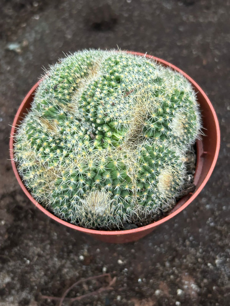 Parodia chrysacanthion 'Polygona'