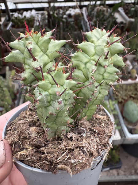 Euphorbia horrida 'Kikko Monstruosa'