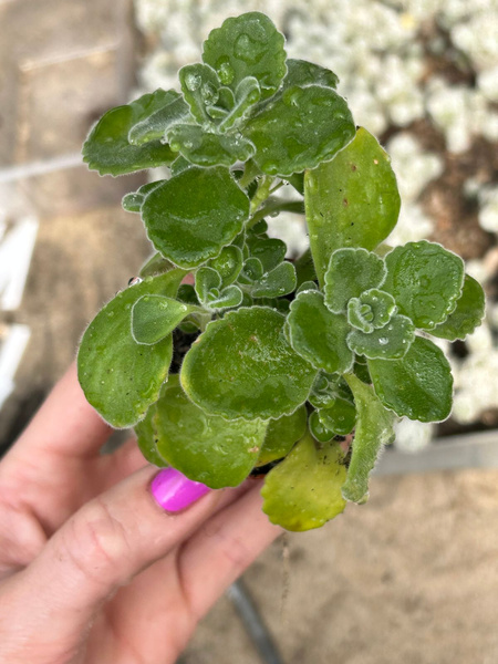 Plectranthus montanus Oregano kubańskie