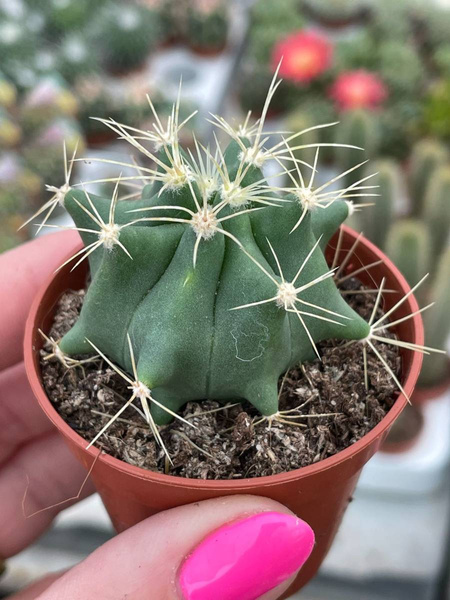 Ferocactus glaucescens