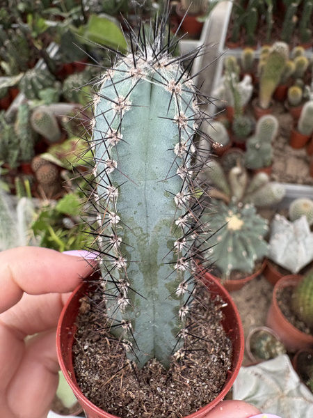 Cereus forbesii