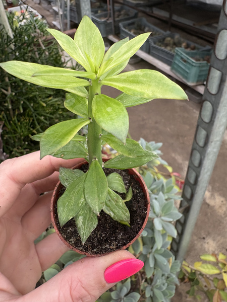 Pereskiopsis spathulata 'Variegata'