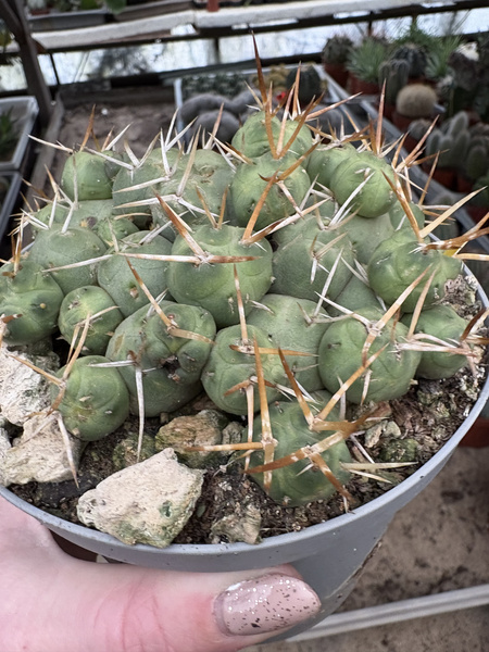 Tephrocactus atroviridis