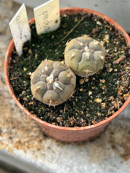 Gymnocalycium prochazkianum