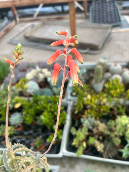 Aloe millotii