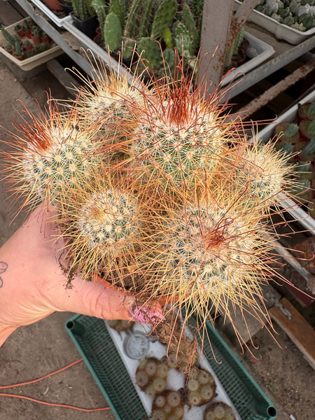 Mammillaria magnifica