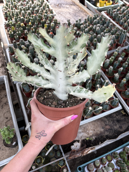 Euphorbia lactea 'White Ghost' ANNA