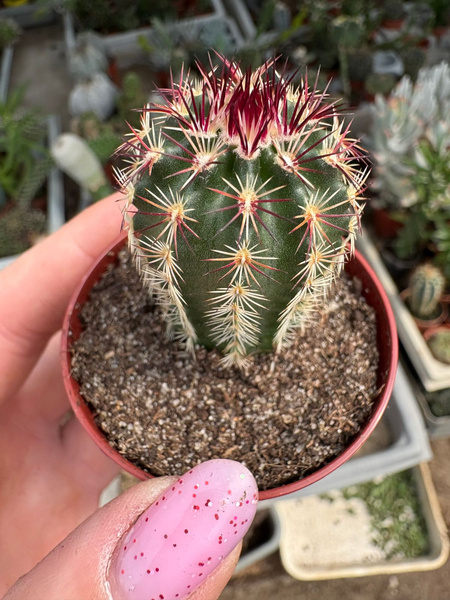 Echinocereus viridiflorus