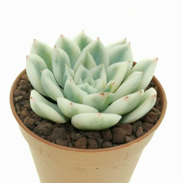 ECHEVERIA 'MOON FAIRY'