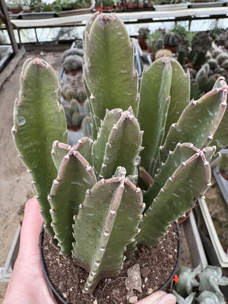 Stapelia gigantea