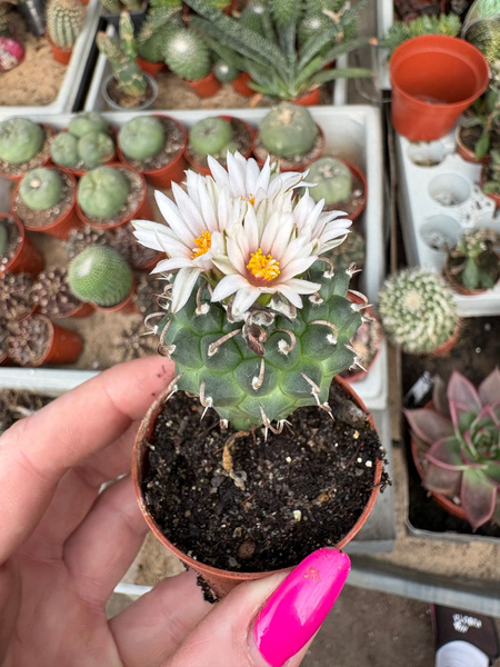 Turbinicarpus panarottoi