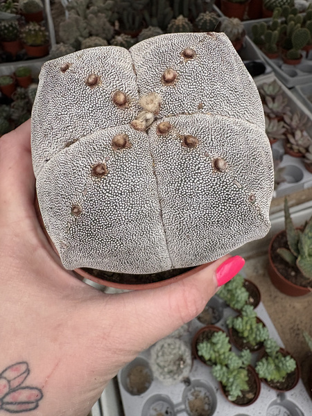 Astrophytum myriostigma 'Ball Quadricostatum'