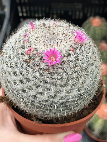 Mammillaria hahniana