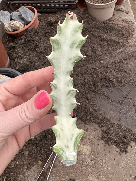 Euphorbia lactea 'White Ghost'