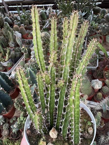 EUPHORBIA GRISEOLA