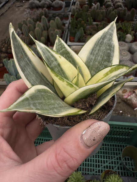 Sansewieria 'Golden Hahnii' - miniaturowa wężownica