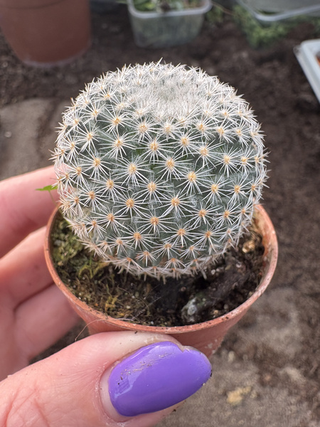Mammillaria perbella