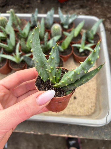 Aloe ferox