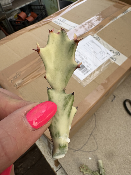 Euphorbia lactea 'White Ghost'