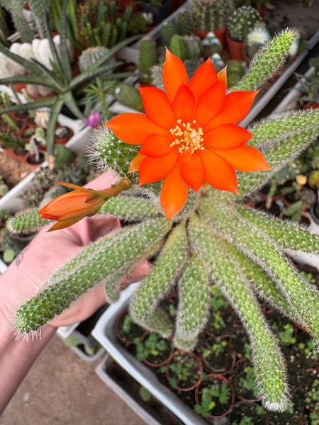 Rebutia farbisii