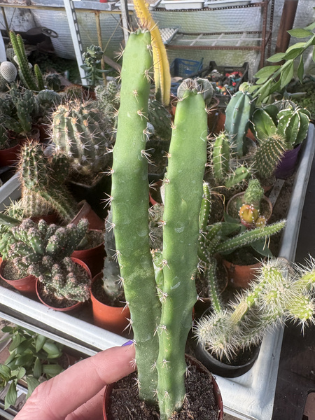 Eriocereus pomanensis