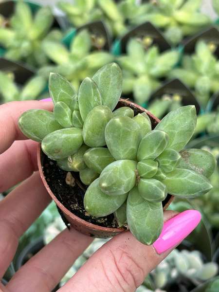 Pachyphytum compactum