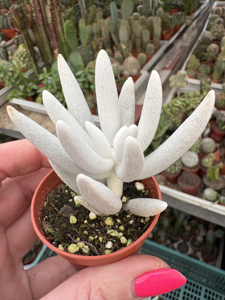 Senecio haworthii 'Mont Blanc'