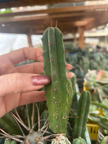 Trichocereus bridgesii