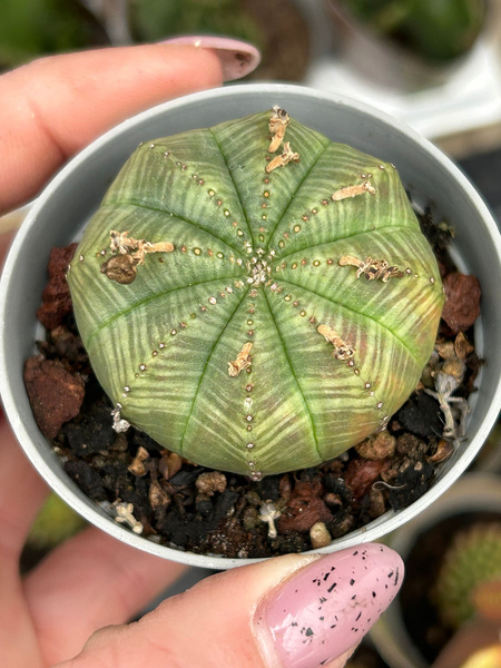 Euphorbia symmetrica