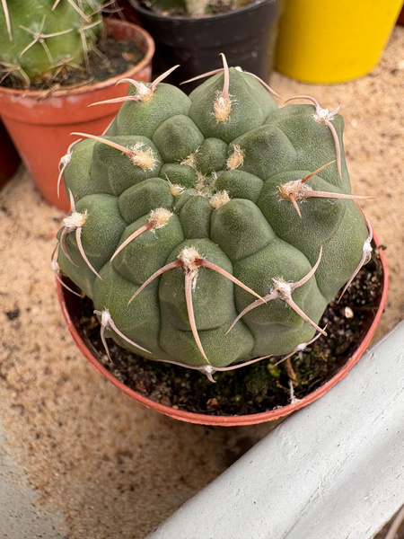 Gymnocalycium vatteri
