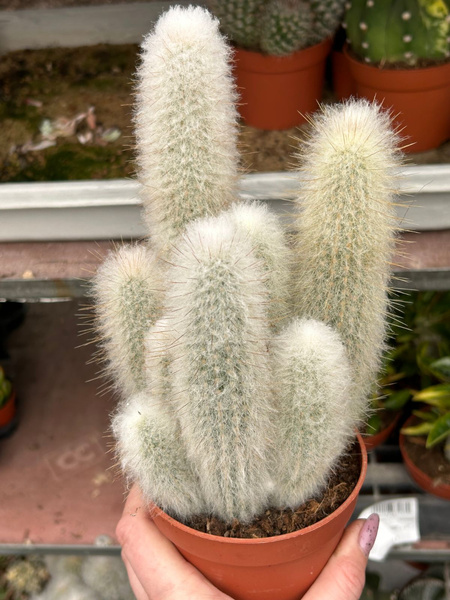 Cephalocereus dybowski