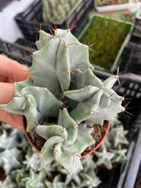 Lemaireocereus pruinosus GROUP