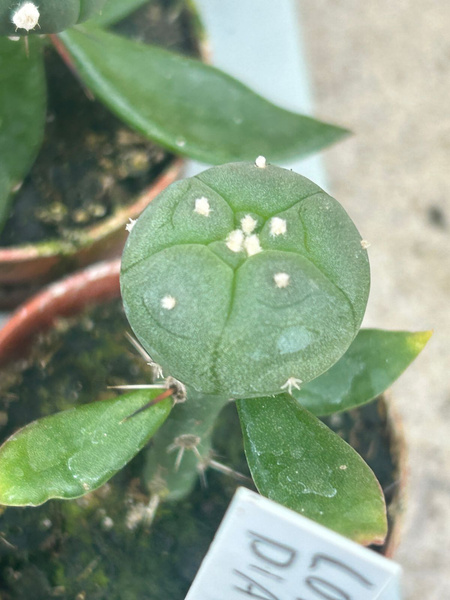 Lophophora diagonalis NEW!