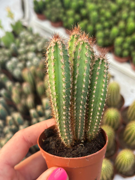 Cereus peruvianus