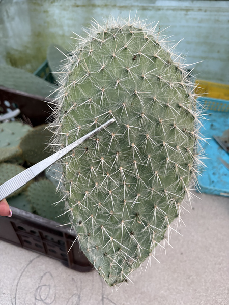 Opuntia senilis