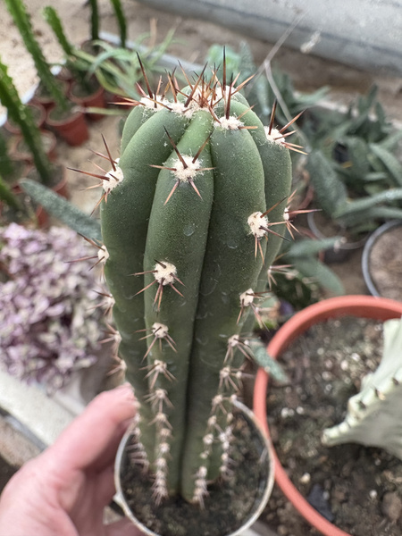 Roseocereus tephracanthus