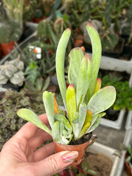 Kalanchoe luciae 'Oricula'