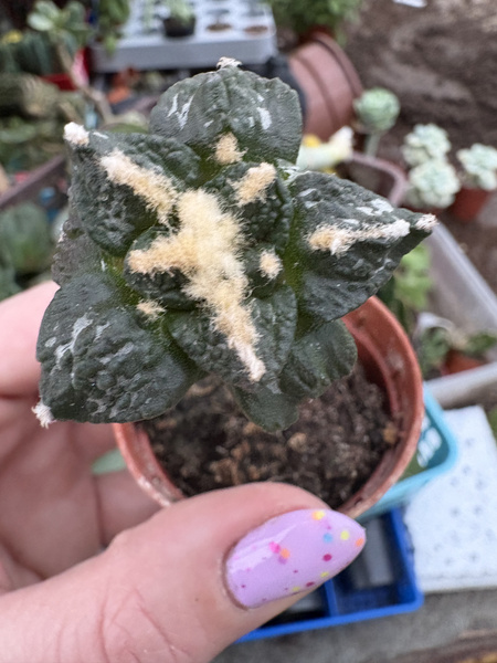 Ariocarpus retusus v.pectinatus