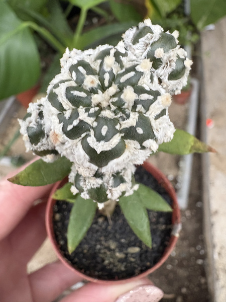 Astrophytum asterias 'Extreme Snow'